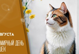 8 августа - был всемирный День кошек.